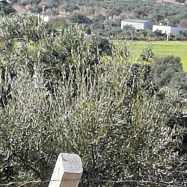 İzmir Aliağa Barbaros Hayrettinpaşa 149 M2 Satılık Bahçe — fotoğraf 3