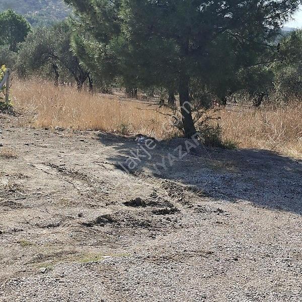 İzmir Aliağa Barbaros Hayrettinpaşa 149 M2 Satılık Bahçe — fotoğraf 16
