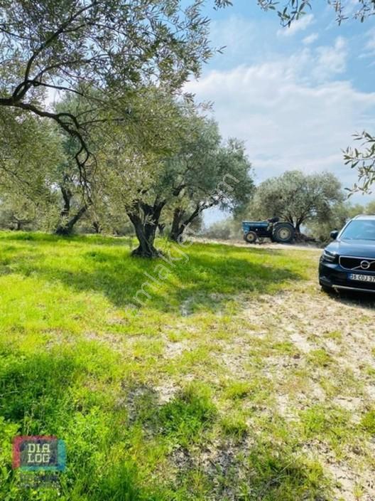 Manisa Saruhanlı'Da 400 Ata Zeytinli 23 Dönüm Satılık Zeytinlik