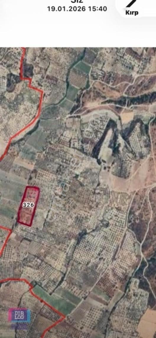 Manisa Saruhanlı'da 400 Ata Zeytinli 23 Dönüm Satılık Zeytinlik — fotoğraf 2