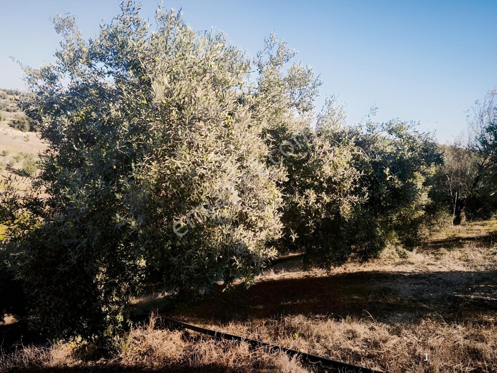 Tek Tapu 2,5 Dönüm Zeytin Bahçesi