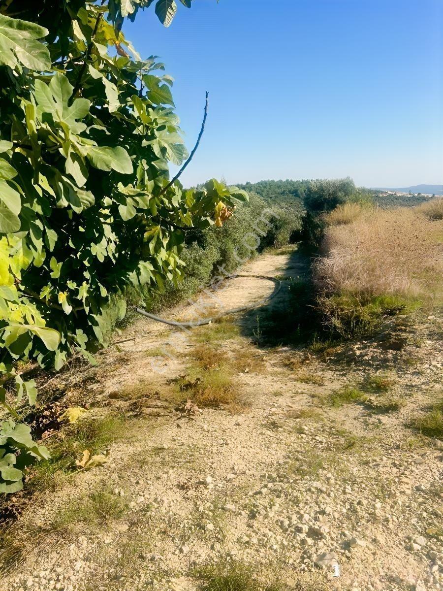 Tek Tapu 2,5 Dönüm Zeytin Bahçesi — fotoğraf 2