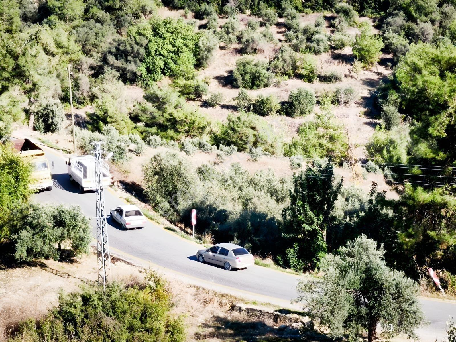 Tek Tapu 2,5 Dönüm Zeytin Bahçesi — fotoğraf 3