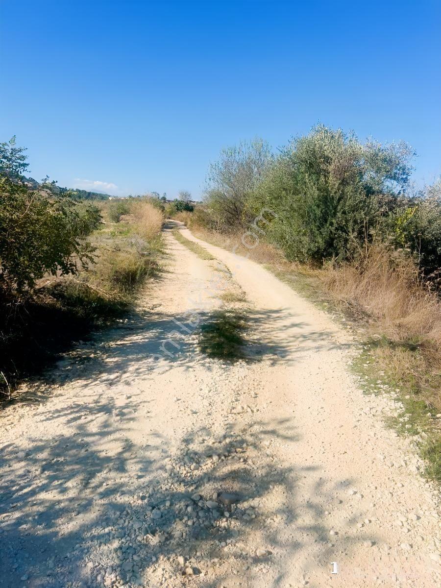 Tek Tapu 2,5 Dönüm Zeytin Bahçesi — fotoğraf 4
