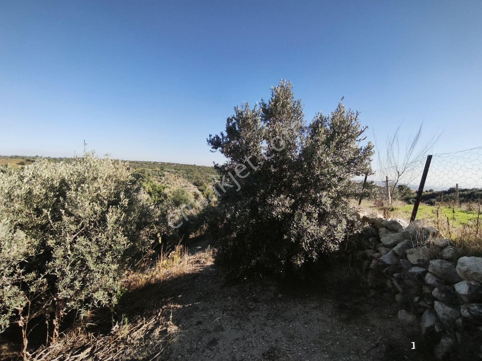 Tek Tapu 2,5 Dönüm Zeytin Bahçesi — fotoğraf 5