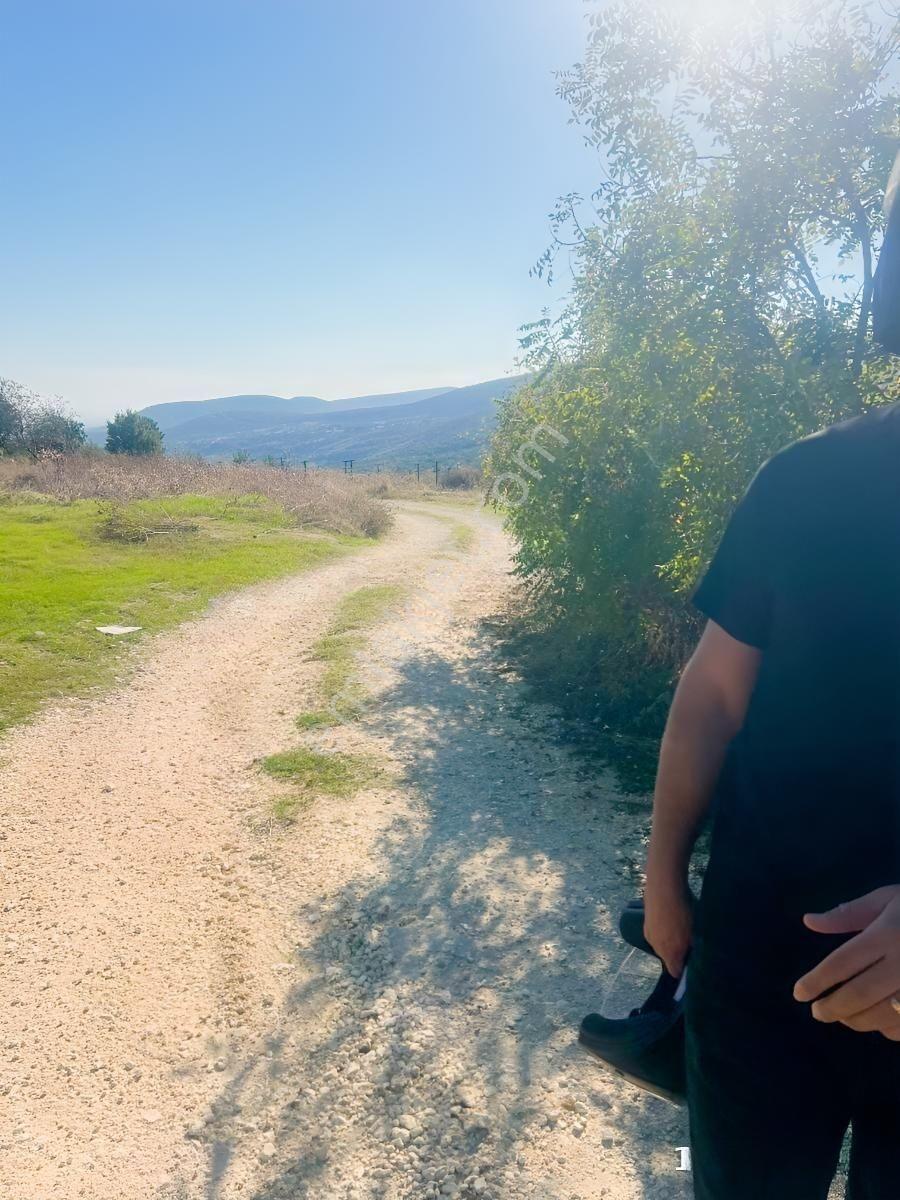 Tek Tapu 2,5 Dönüm Zeytin Bahçesi — fotoğraf 6
