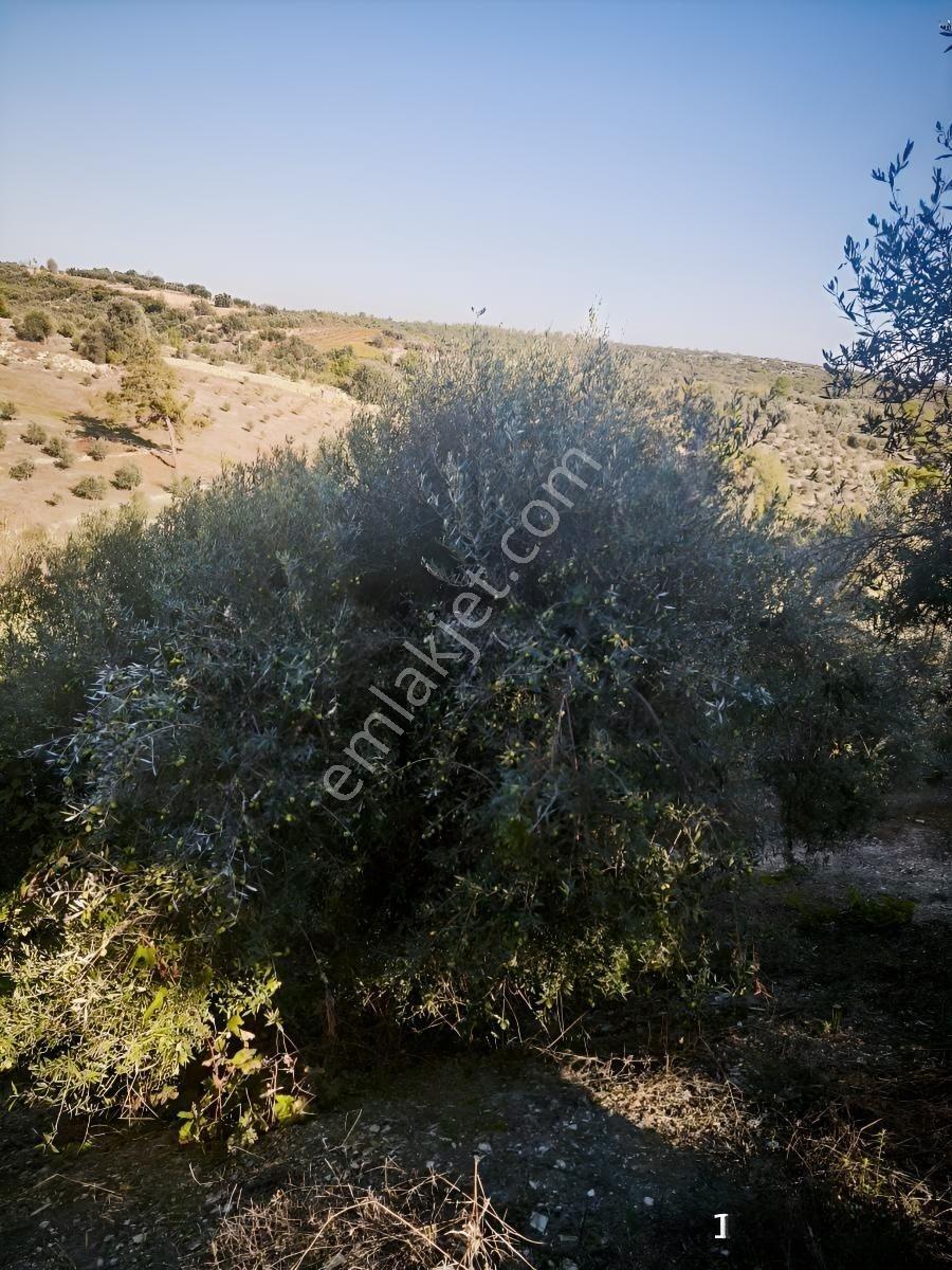 Tek Tapu 2,5 Dönüm Zeytin Bahçesi — fotoğraf 7
