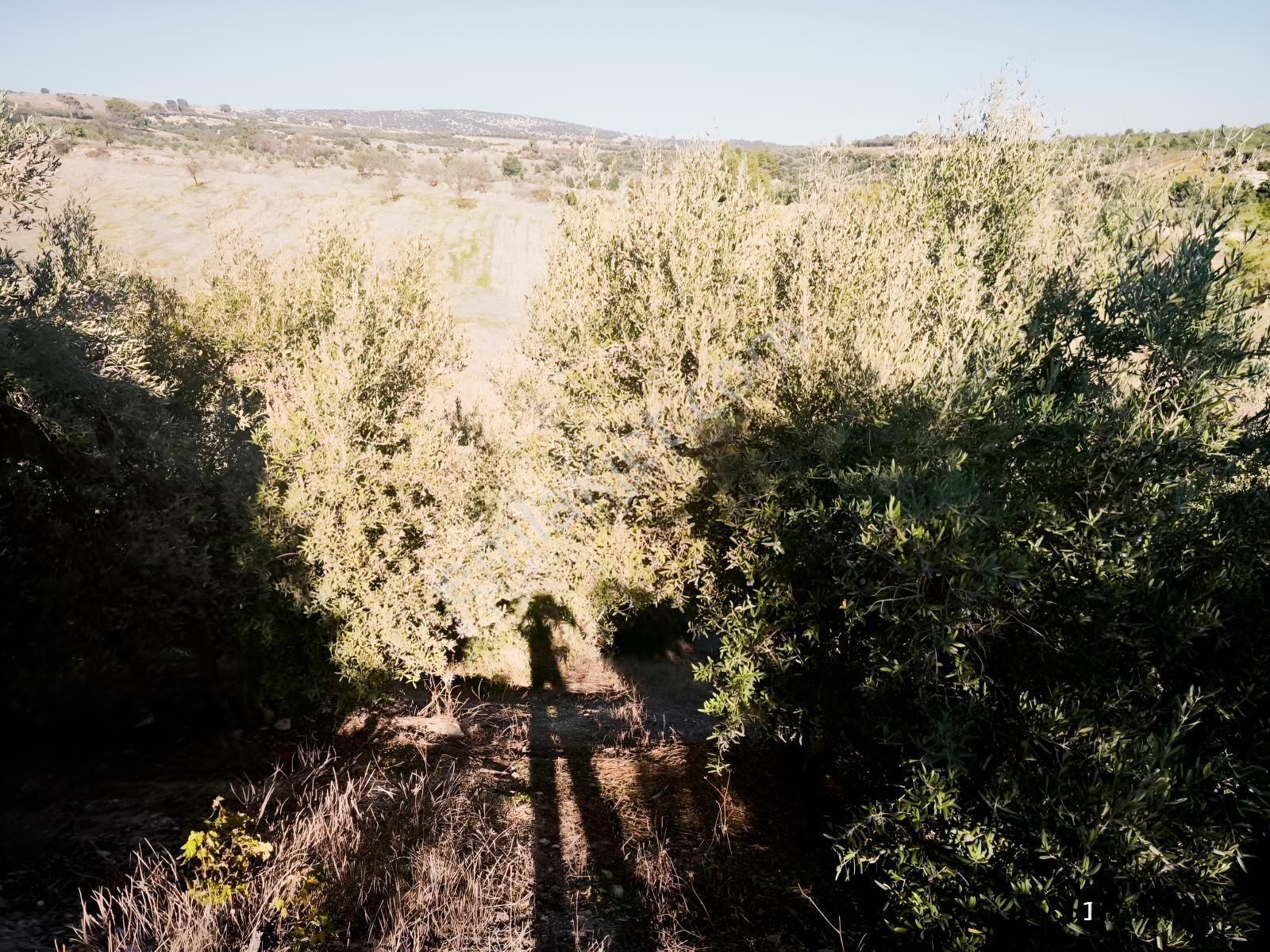 Tek Tapu 2,5 Dönüm Zeytin Bahçesi — fotoğraf 8