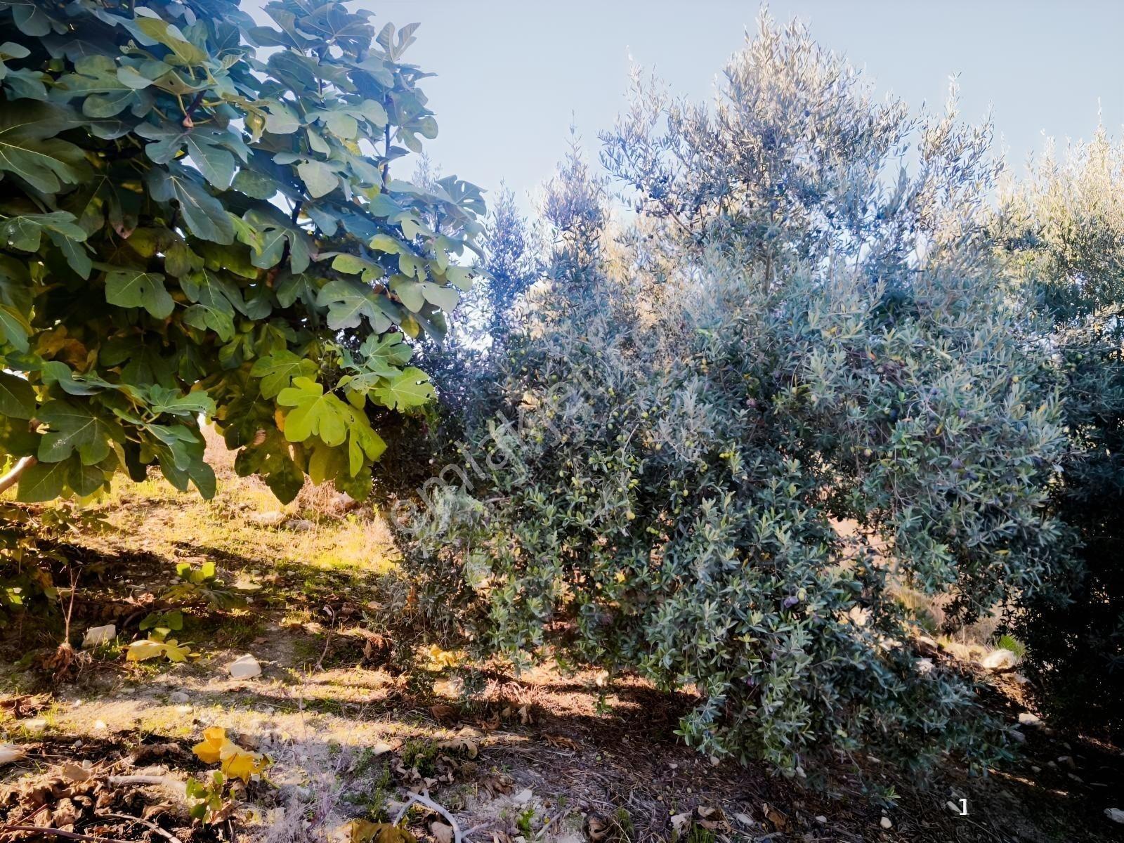 Tek Tapu 2,5 Dönüm Zeytin Bahçesi — fotoğraf 9