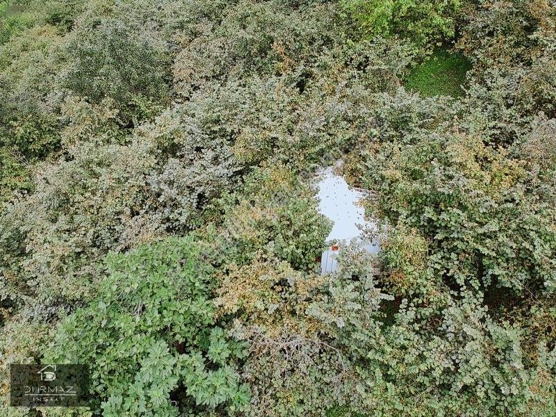 Akyazıda Satılık Fındıklık — fotoğraf 5