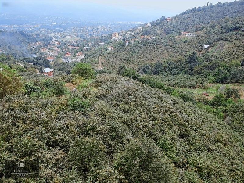 Akyazıda Satılık Fındıklık — fotoğraf 6