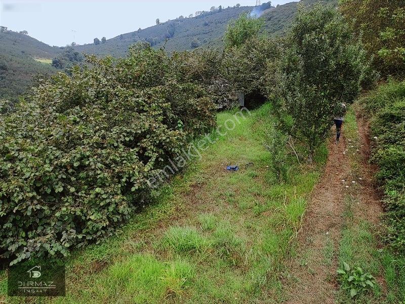 Akyazıda Satılık Fındıklık — fotoğraf 7