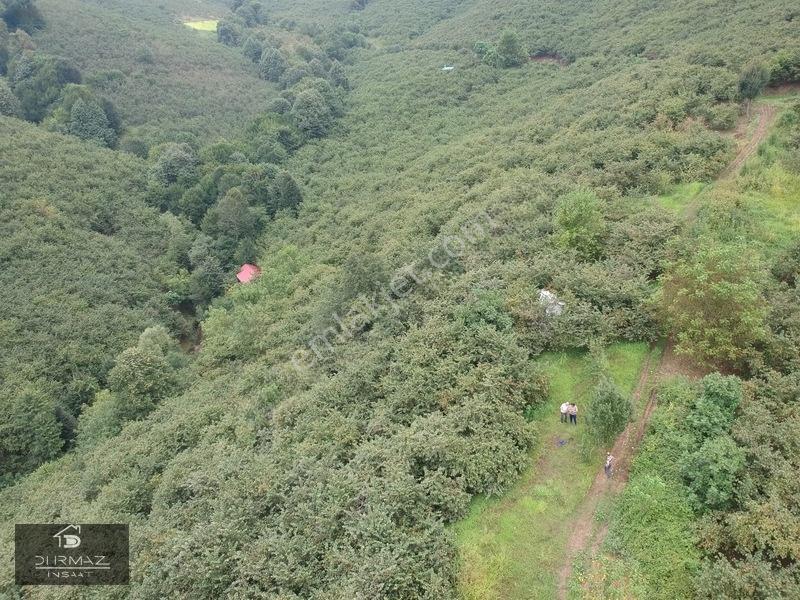Akyazıda Satılık Fındıklık — fotoğraf 8