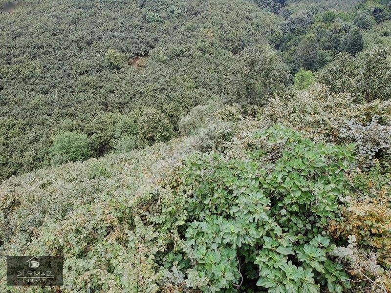 Akyazıda Satılık Fındıklık — fotoğraf 9