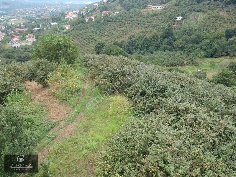 Akyazıda Satılık Fındıklık — fotoğraf 10