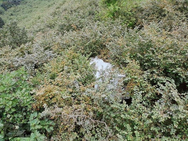 Akyazıda Satılık Fındıklık — fotoğraf 12