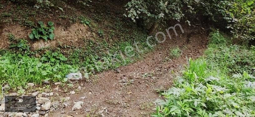Akyazıda Satılık Fındıklık — fotoğraf 15