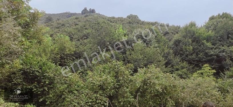 Akyazıda Satılık Fındıklık — fotoğraf 16