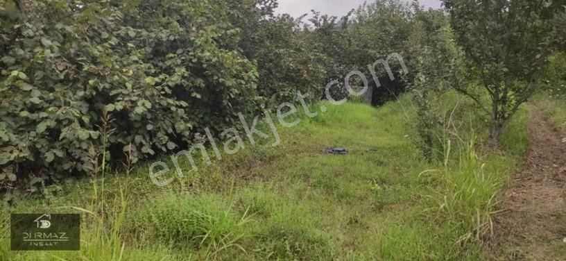 Akyazıda Satılık Fındıklık — fotoğraf 19