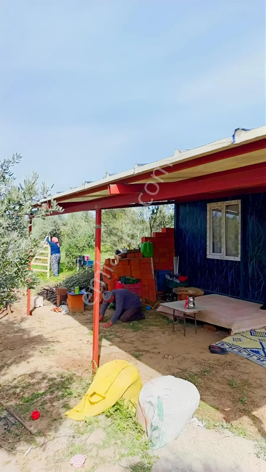 Burhaniye Kızıklı 22.049 M² 358 Zeytin Ağaçlı 4 Müstakil Tapulu — fotoğraf 4