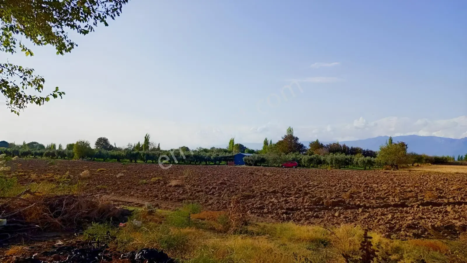 Burhaniye Kızıklı 22.049 M² 358 Zeytin Ağaçlı 4 Müstakil Tapulu — fotoğraf 11