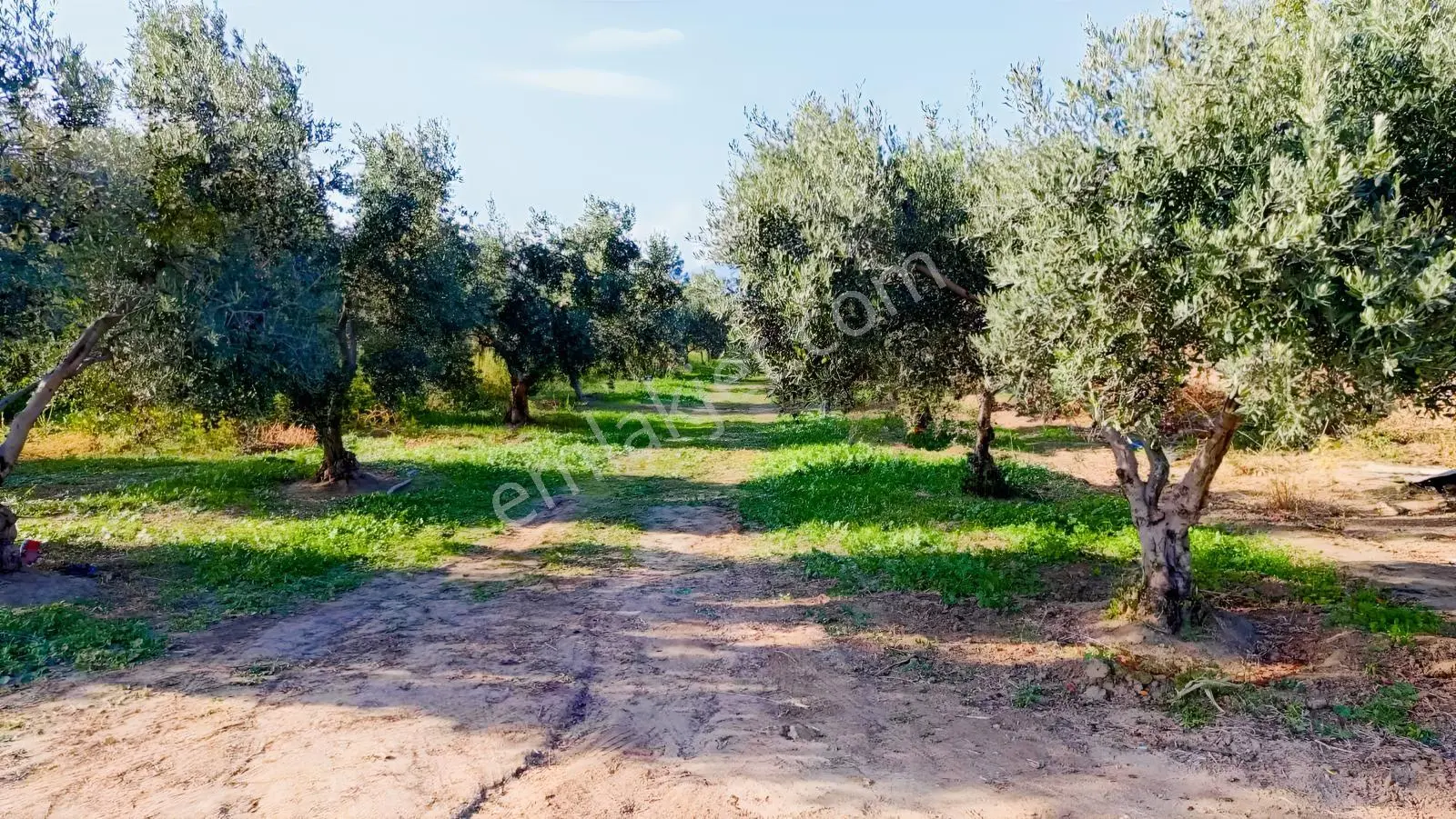 Burhaniye Kızıklı 22.049 M² 358 Zeytin Ağaçlı 4 Müstakil Tapulu — fotoğraf 14