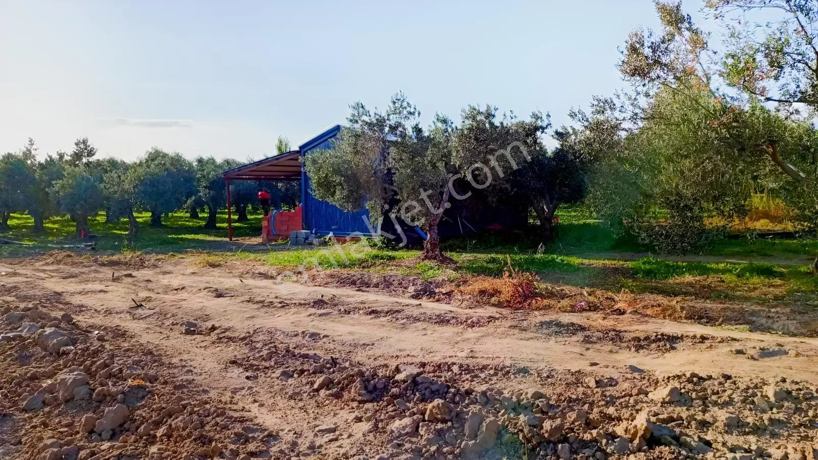 Burhaniye Kızıklı 22.049 M² 358 Zeytin Ağaçlı 4 Müstakil Tapulu — fotoğraf 16