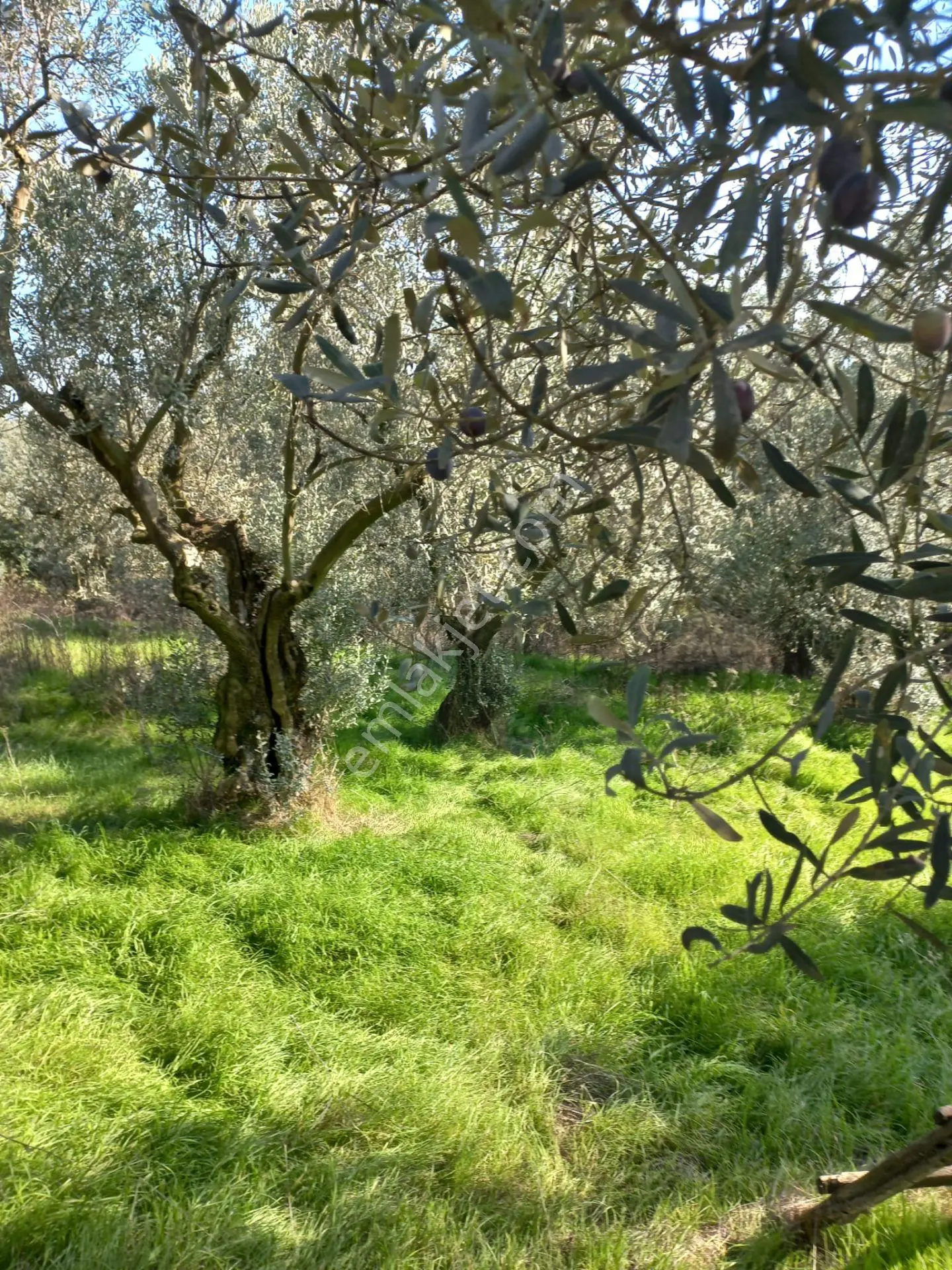 İznik Mahmudiye Köyünde Göl Manzaralı Yola Cephe Zeytinlik — fotoğraf 5
