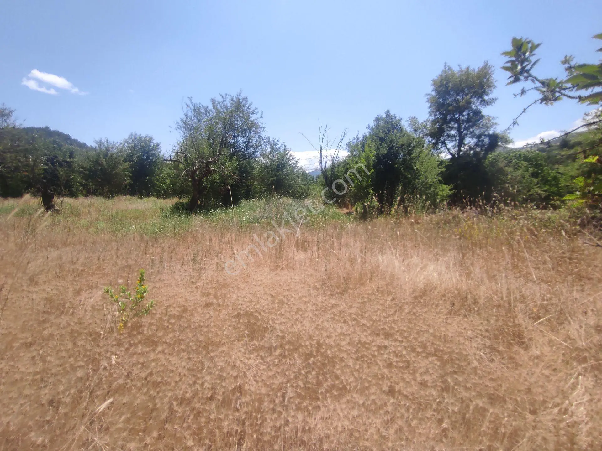 Kütahya Pazarlar Yakuplar Atatürk Mah Yolu Olan Köye Yakın 4712,m2-tarla — fotoğraf 3