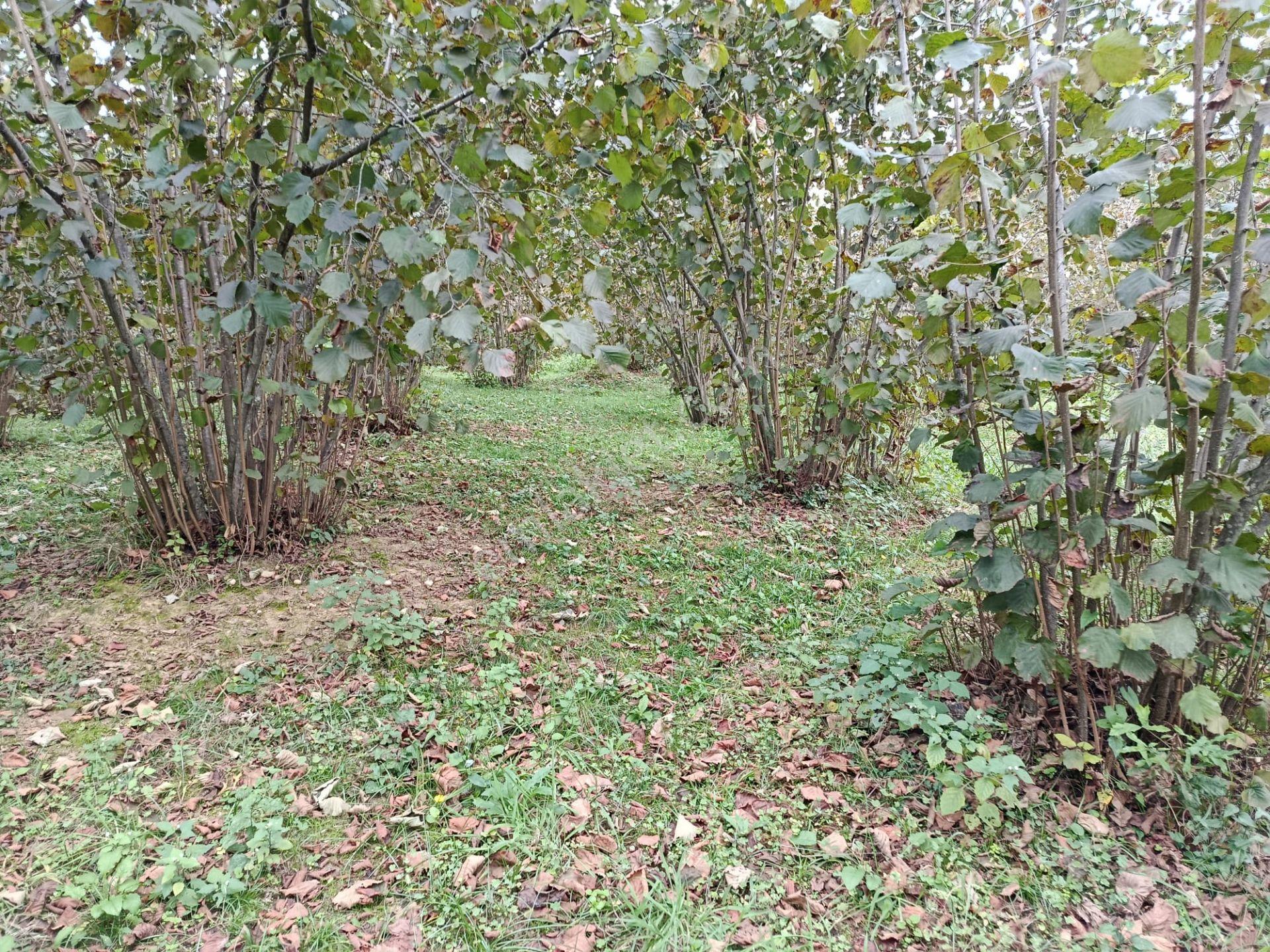 Mabelden Yeni Yurt Mahallesinde Satılık Fındık Bahçesi