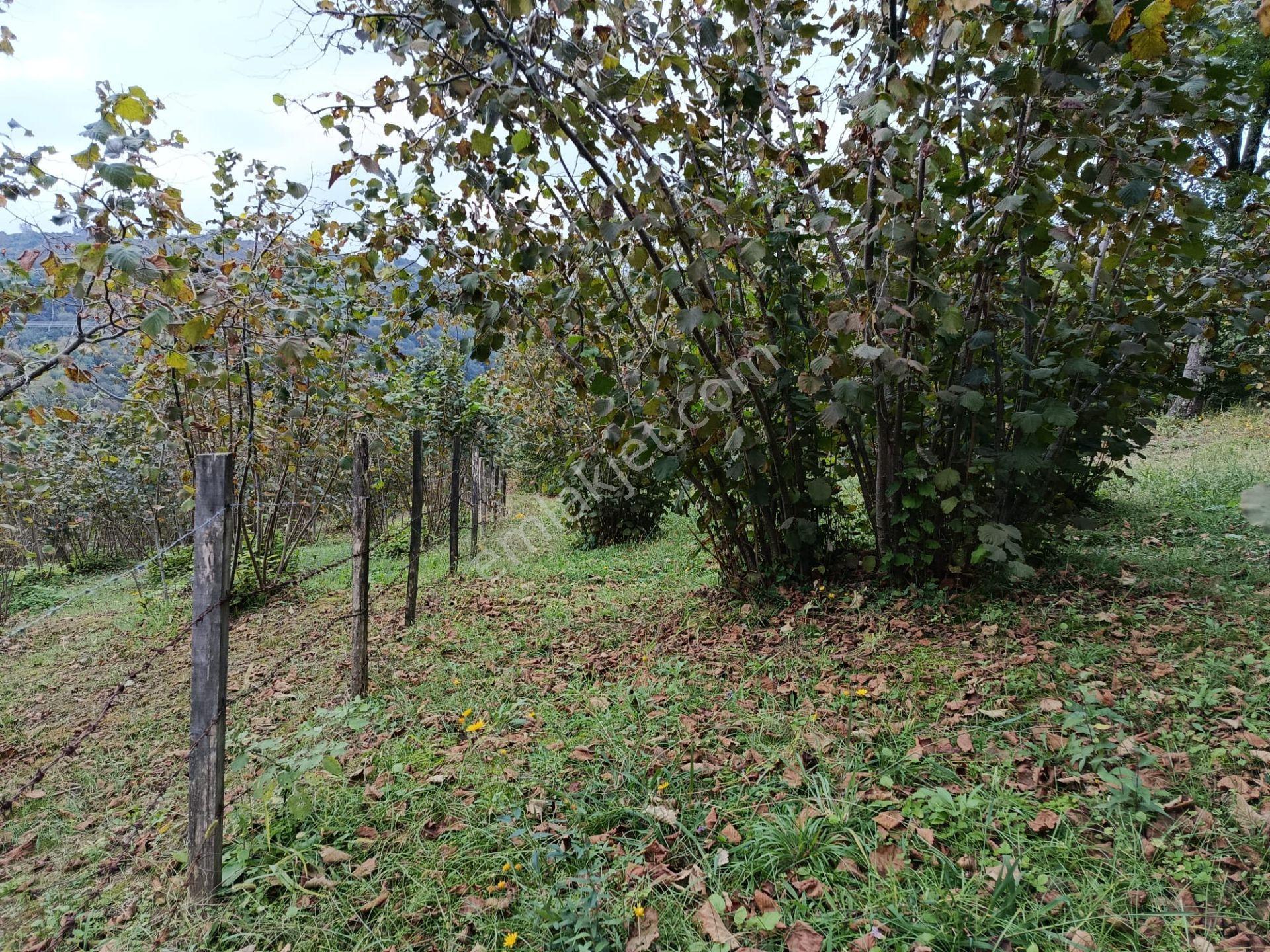 Mabelden Yeni Yurt Mahallesinde Satılık Fındık Bahçesi — fotoğraf 2