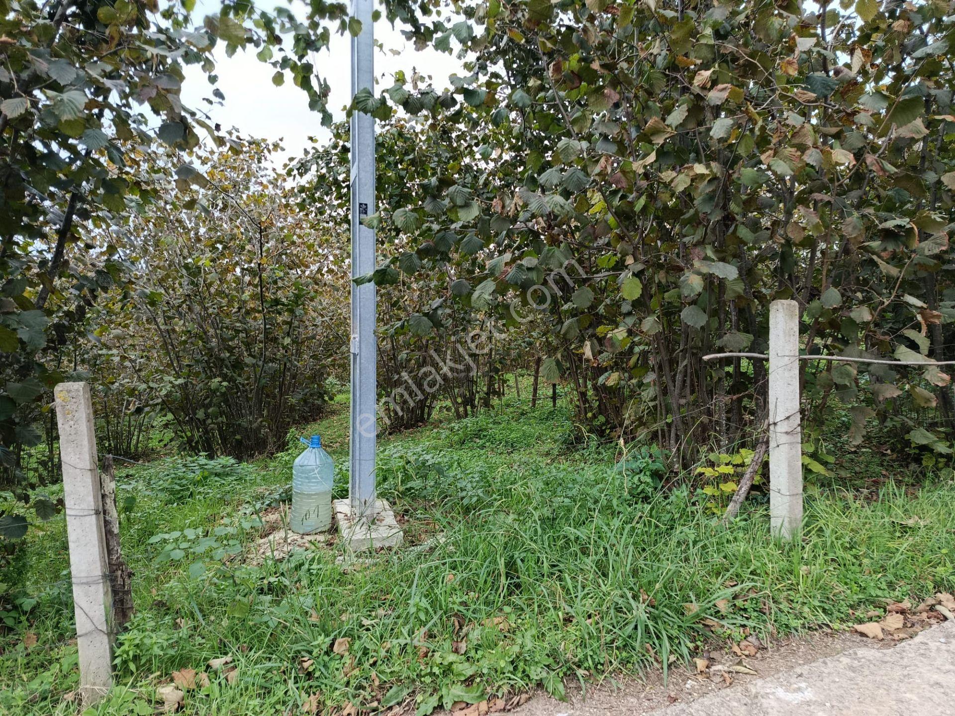 Mabelden Yeni Yurt Mahallesinde Satılık Fındık Bahçesi — fotoğraf 23