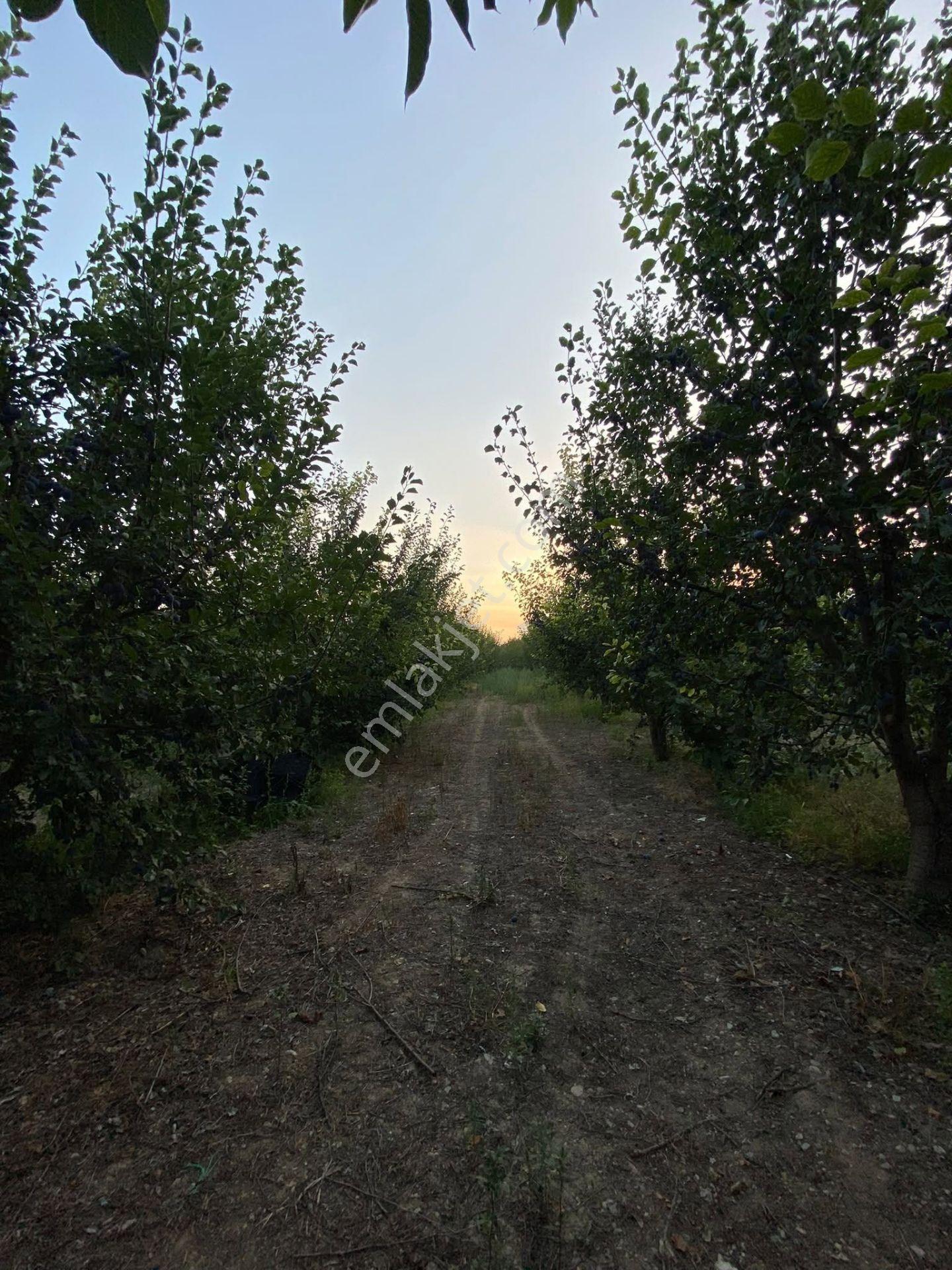 Nasreddinden Dereçinede Satılık Meyve Bahçesi — fotoğraf 2