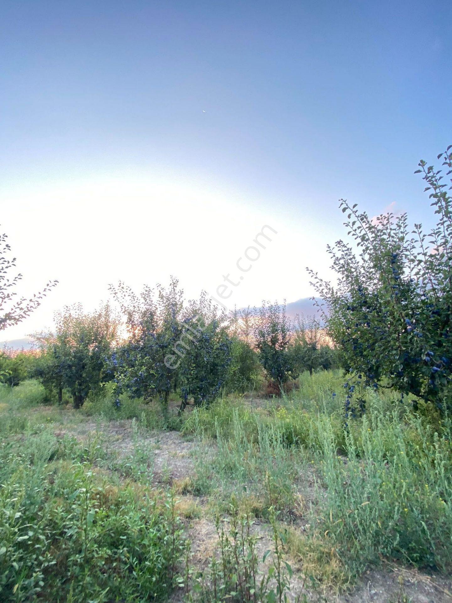 Nasreddinden Dereçinede Satılık Meyve Bahçesi — fotoğraf 5