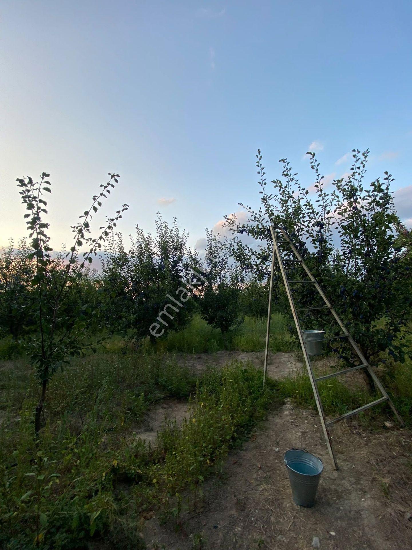 Nasreddinden Dereçinede Satılık Meyve Bahçesi — fotoğraf 6