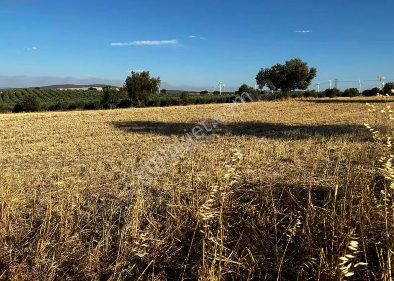 Çanakkale Ezine Üvecik Köyünde 41.547 M² Satılık Tarla