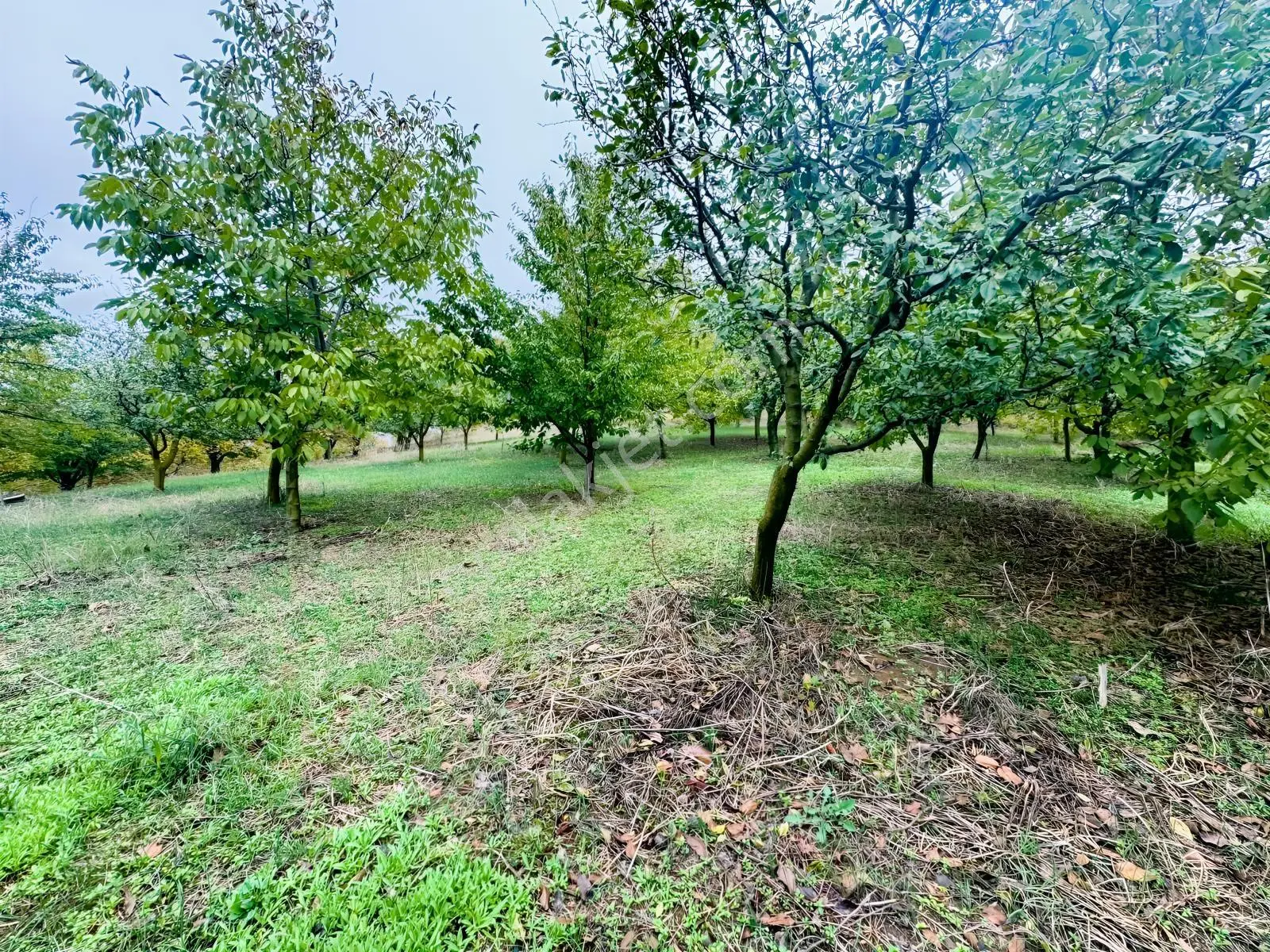 Sapanca Gölü Ayaklarınızın Altında ! Satılık 6.670 M2 Bahçe !!! — fotoğraf 2