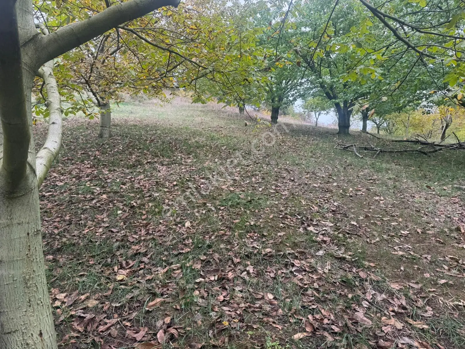 Sapanca Gölü Ayaklarınızın Altında ! Satılık 6.670 M2 Bahçe !!! — fotoğraf 3