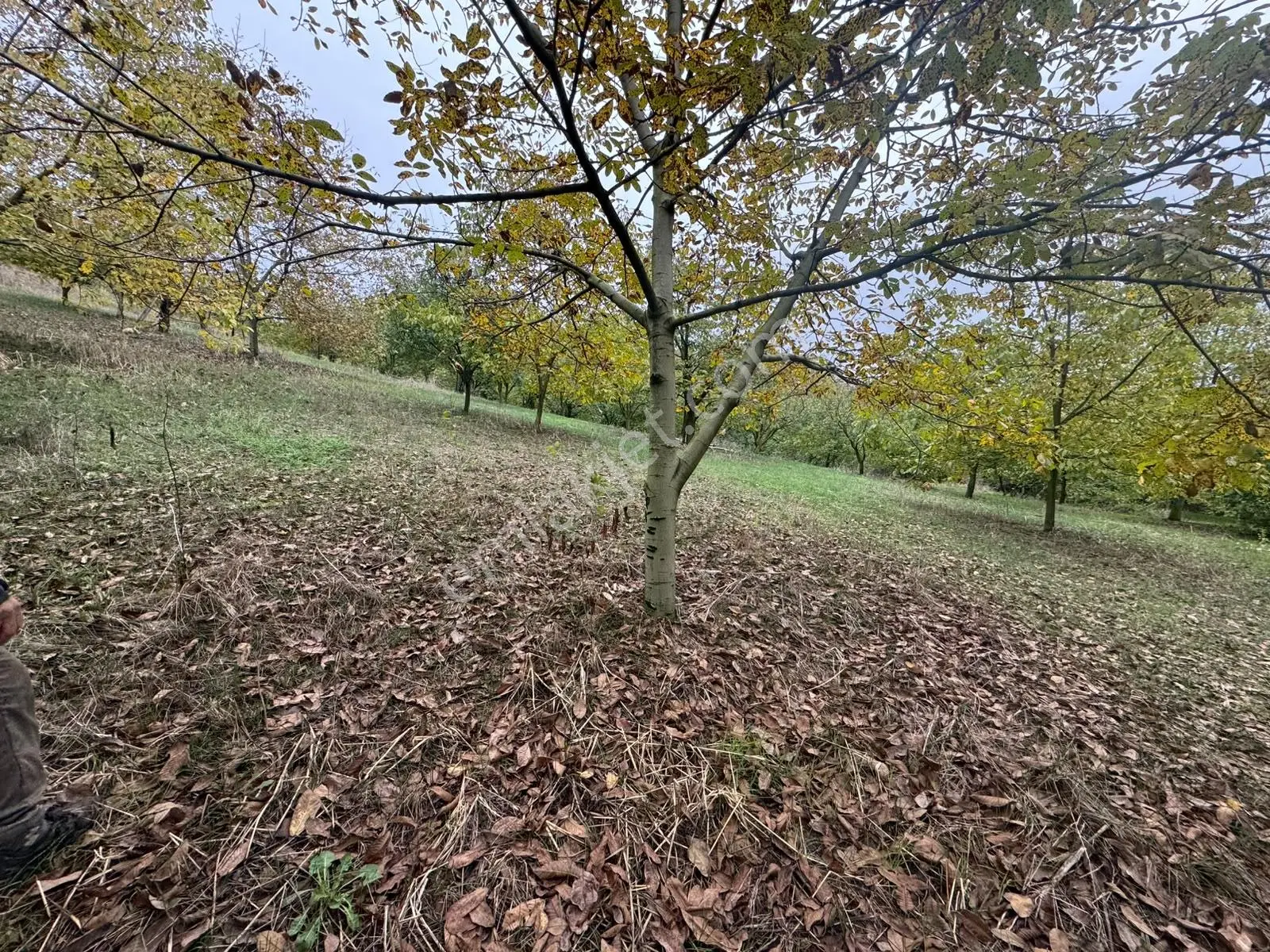 Sapanca Gölü Ayaklarınızın Altında ! Satılık 6.670 M2 Bahçe !!! — fotoğraf 4
