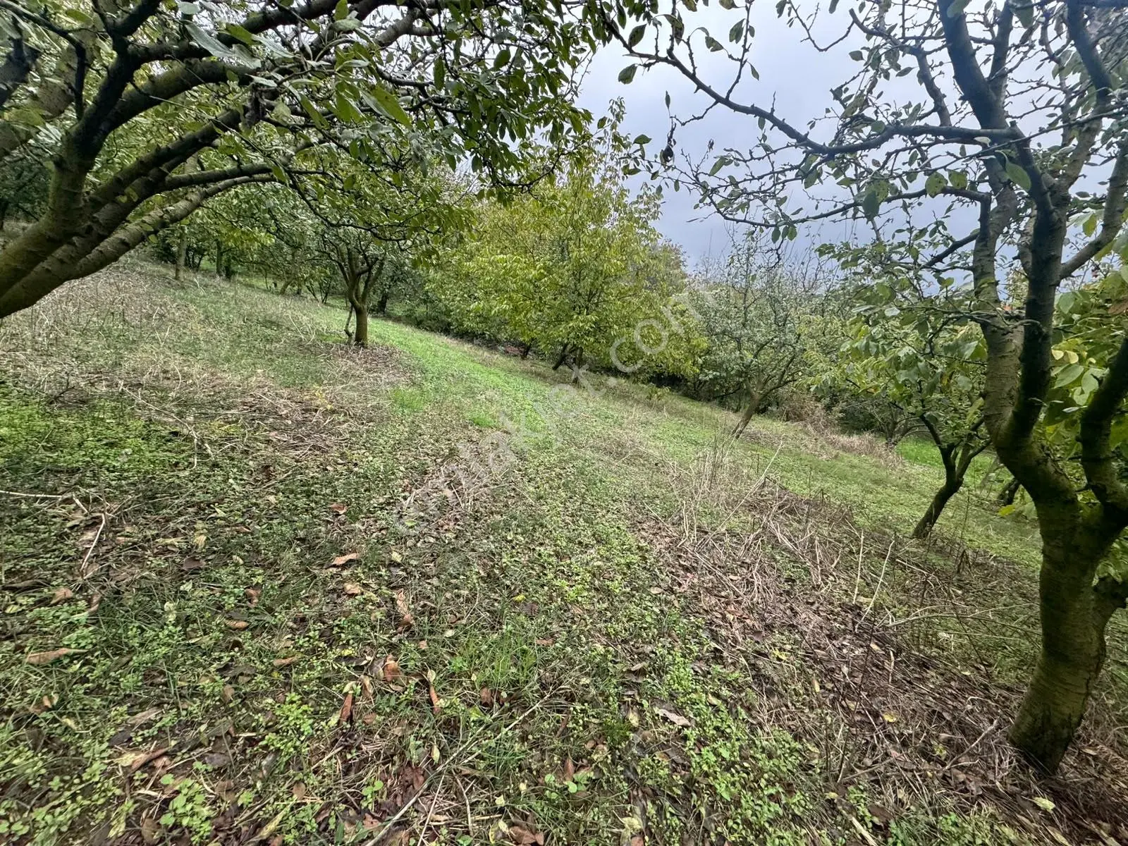 Sapanca Gölü Ayaklarınızın Altında ! Satılık 6.670 M2 Bahçe !!! — fotoğraf 5