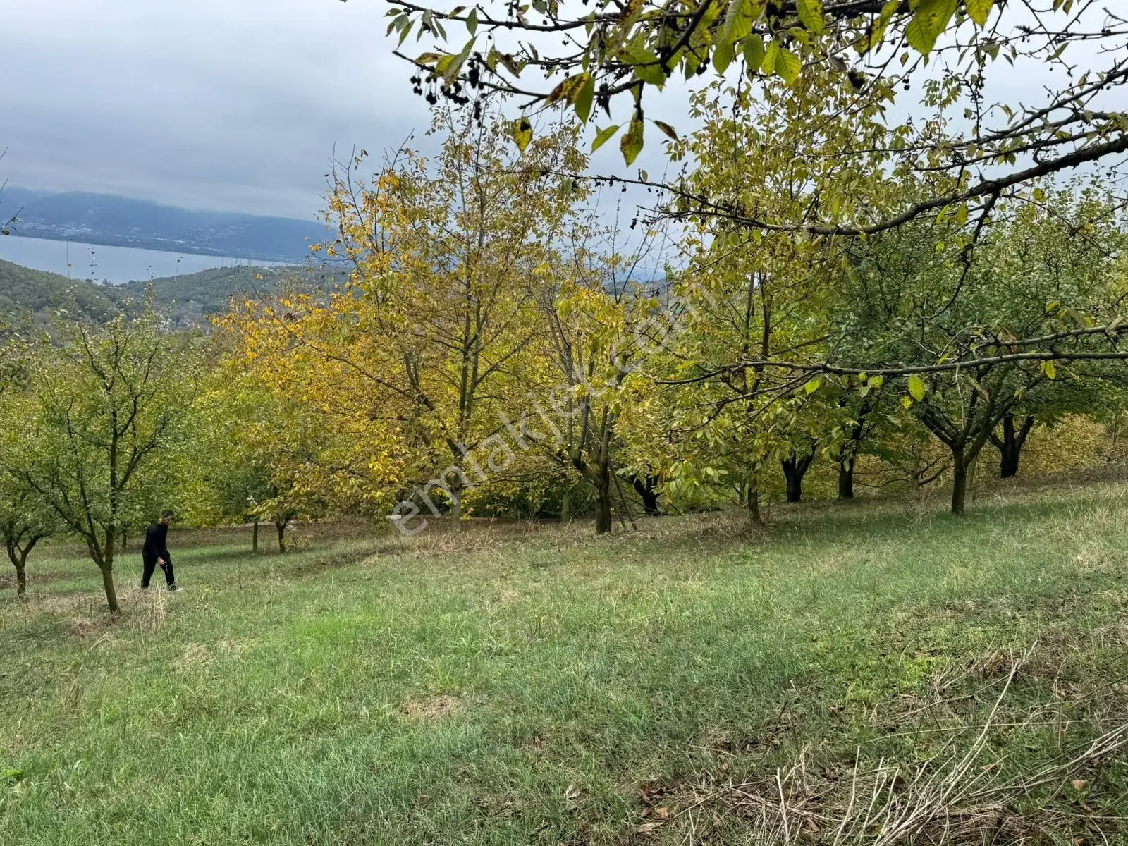 Sapanca Gölü Ayaklarınızın Altında ! Satılık 6.670 M2 Bahçe !!! — fotoğraf 7