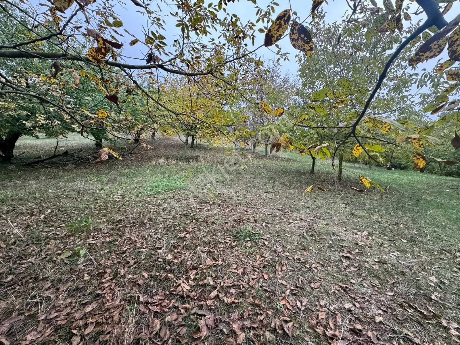 Sapanca Gölü Ayaklarınızın Altında ! Satılık 6.670 M2 Bahçe !!! — fotoğraf 9