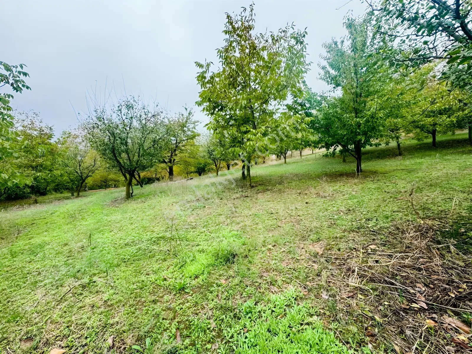 Sapanca Gölü Ayaklarınızın Altında ! Satılık 6.670 M2 Bahçe !!! — fotoğraf 10