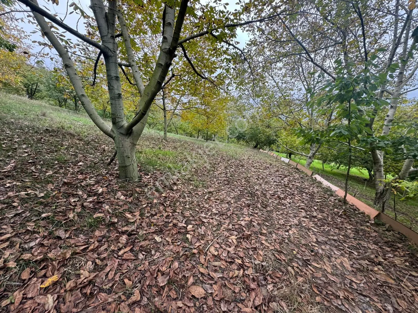 Sapanca Gölü Ayaklarınızın Altında ! Satılık 6.670 M2 Bahçe !!! — fotoğraf 11