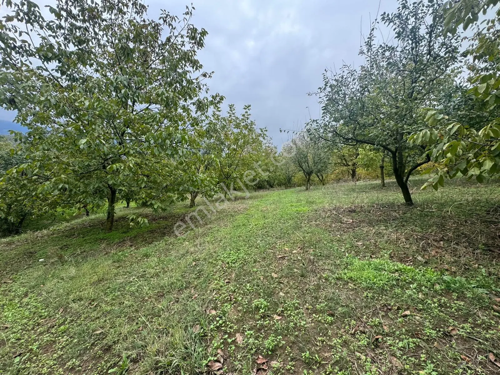 Sapanca Gölü Ayaklarınızın Altında ! Satılık 6.670 M2 Bahçe !!! — fotoğraf 12