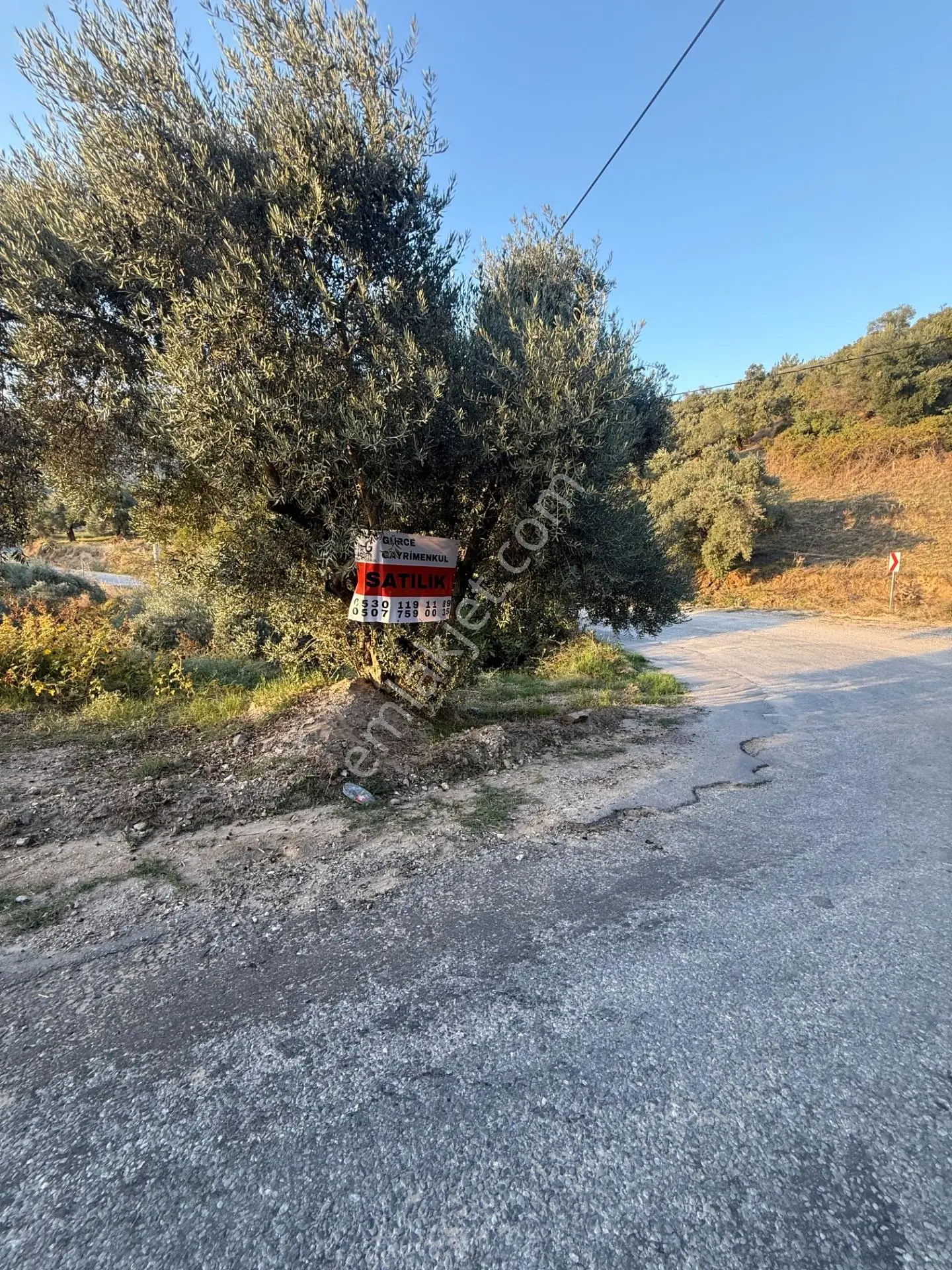 Aydın Efeler Aşağıkaycık Mahallesinde Satılık Zeytinlik
