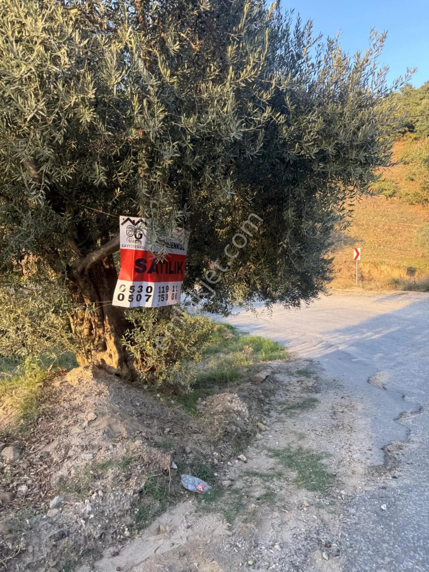 Aydın Efeler Aşağıkaycık Mahallesinde Satılık Zeytinlik — fotoğraf 2