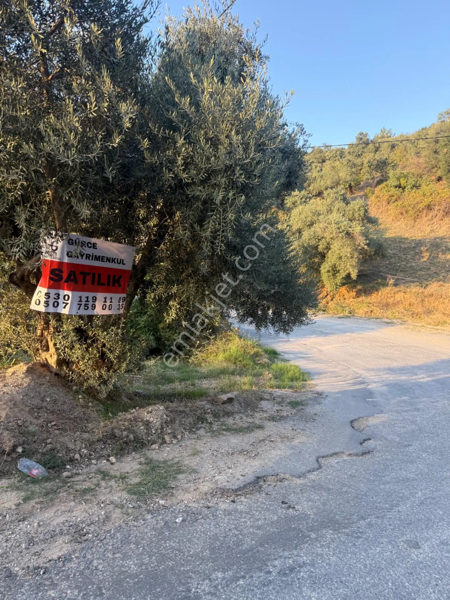 Aydın Efeler Aşağıkaycık Mahallesinde Satılık Zeytinlik — fotoğraf 3