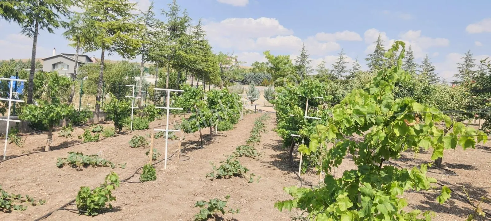 Ahiboz'da 6+2 Villa Yeşillikler İçinde Saklı Bir Cennet — fotoğraf 2