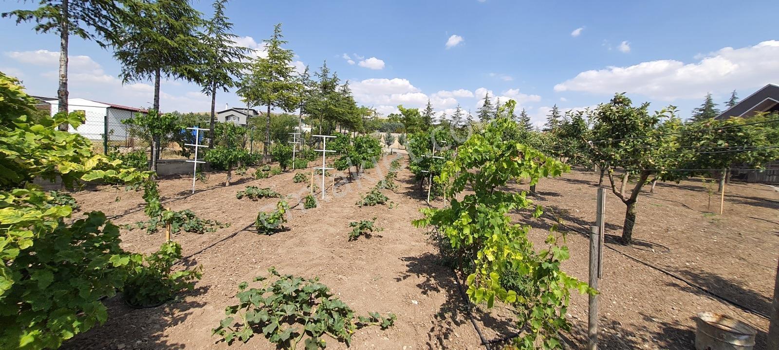 Ahiboz'da 6+2 Villa Yeşillikler İçinde Saklı Bir Cennet — fotoğraf 10